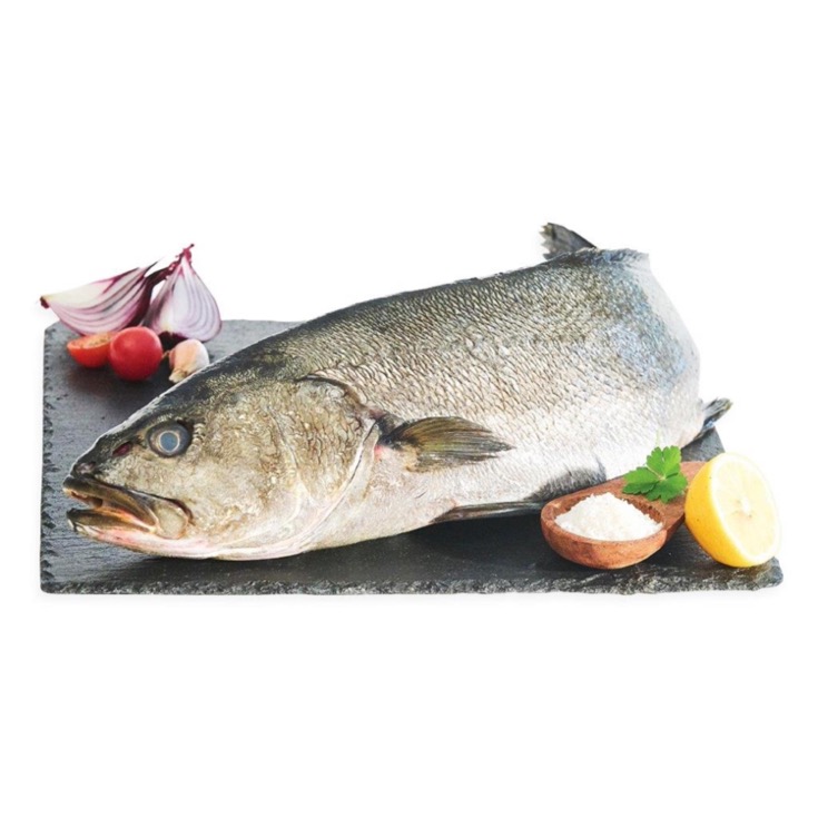 Corvina 1.35kg